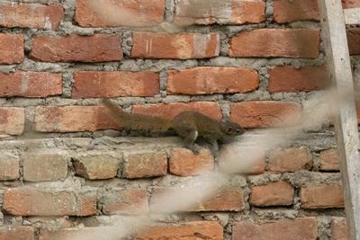 Orange-bellied Himalayan squirrel (Dremomys lokriah)
