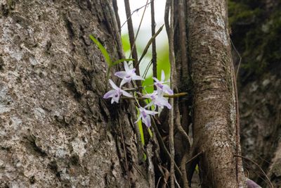 Orchid sp.
