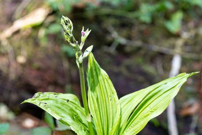 Orchid sp.