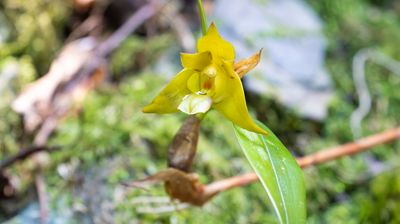 Orchid sp.