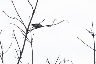 Oriental Cuckooshrike-4733.jpg