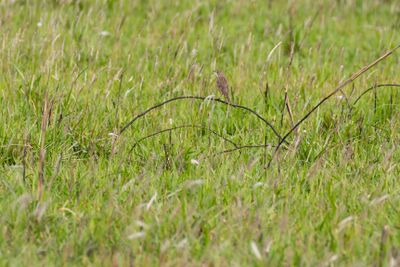 Paddyfield Pipit (Anthus rufulus)