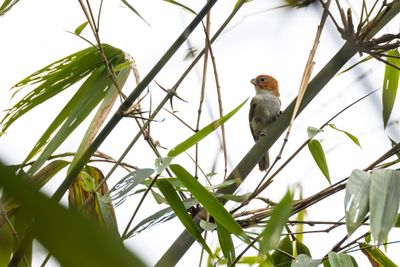 Pale-billed Parrotbill (Suthora atrosuperciliaris oatesi)