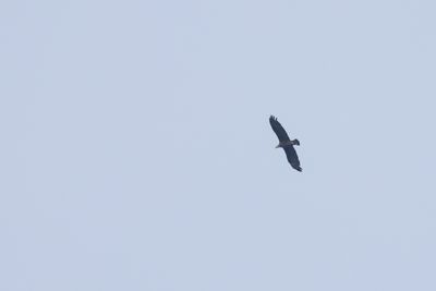 Pallas's Fish Eagle (Haliaeetus leucoryphus)