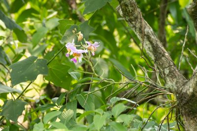 Papilionanthe teres