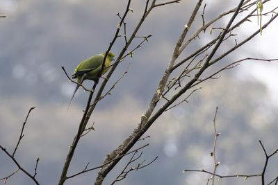Pin-tailed Green Pigeon (Treron apicauda)