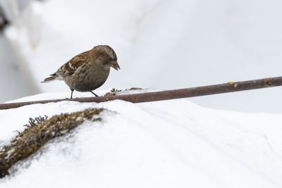 Plain Mountain Finch (Leucosticte nemoricola)