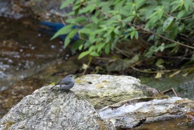Plumbeous Water Redstart (Phoenicurus fuliginosus)