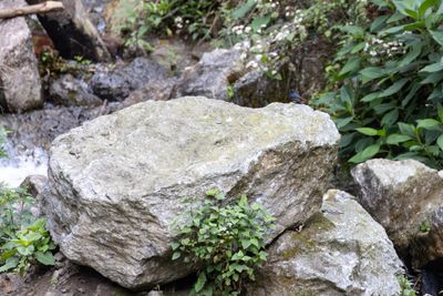 Plumbeous Water Redstar-1956.jpg