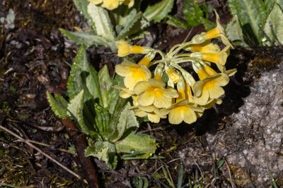 Golden-Eyed Primrose (Primula strumosa)