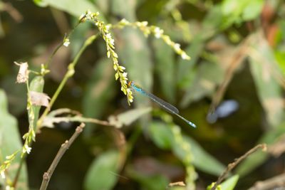 Pseudagrion rubriceps-4752.jpg