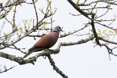 Pigeons, Doves