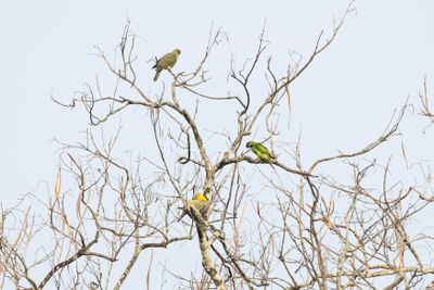 Red-breasted Parakeet-4735.jpg