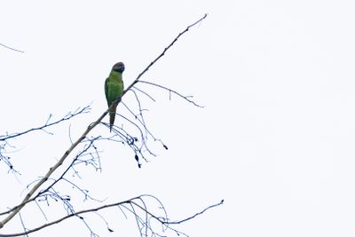 Red-breasted Parakeet (Psittacula alexandri fasciata)