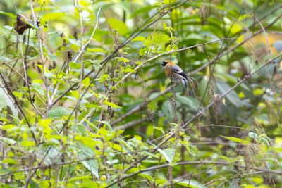 Red-headed Bullfinch (Pyrrhula erythrocephala)