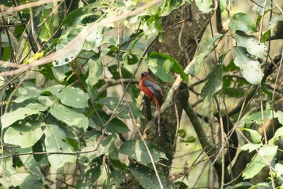 Red-headed Trogon (Harpactes erythrocephalus)