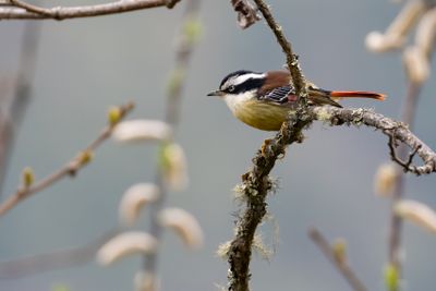 Red-tailed Minla (Minla ignotincta)