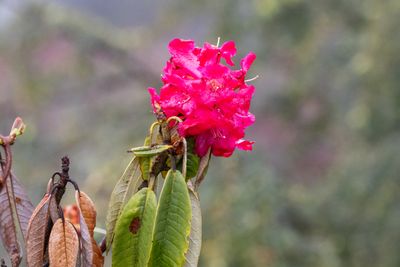 Rhododendron arboreum