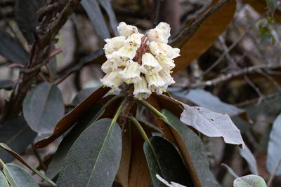 Rhododendron dalconeri
