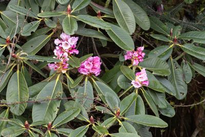 Rhododendron grande