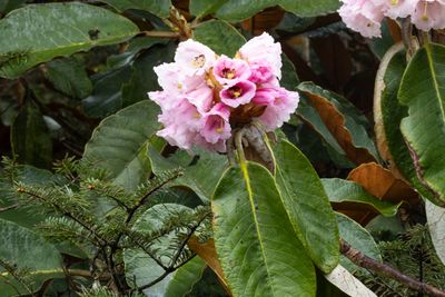 Rhododendron grande