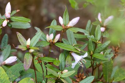 Rhododendron virgatum