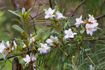 Rhododendron virgatum