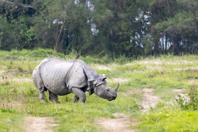 Greater One-horned Rhinoceros (Rhinoceros unicornis)