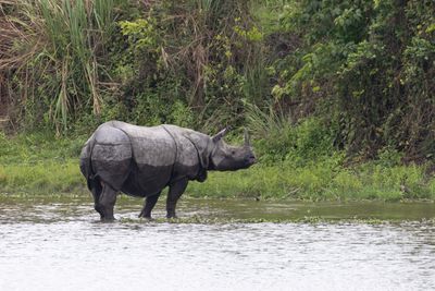 Greater One-horned Rhinoceros (Rhinoceros unicornis)