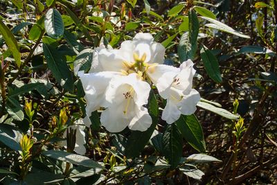 Rhododendron lindleyi