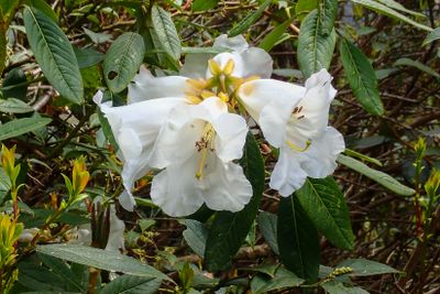 Rhododendron lindleyi