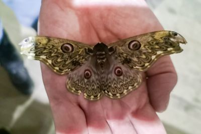 Yellow-spotted Emperor Moth (Rincana anna)