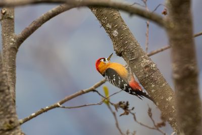 Rufous-bellied Woodpecker (Dendrocopos hyperythrus)