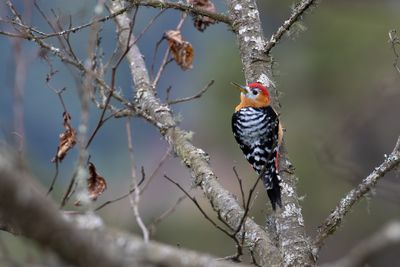 Rufous-bellied Woodpecker (Dendrocopos hyperythrus)