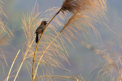 Rufous-necked Laughingthrush (Pterorhinus ruficollis)