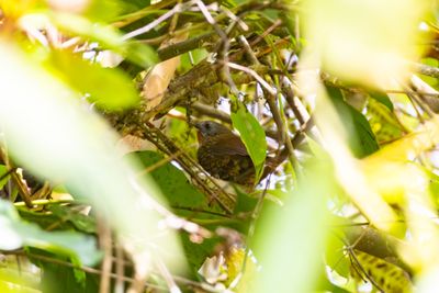 Rufous-throated Wren-Babbler (Spelaeornis caudatus)