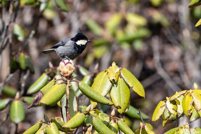 Rufous-vented Tit (Periparus rubidiventris beavani)