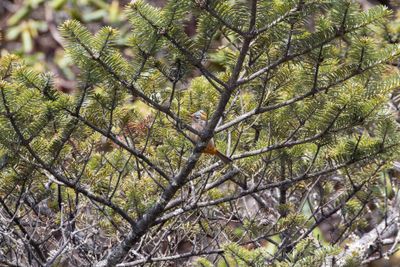 Rufous-vented Yuhina (Yuhina occipitalis)