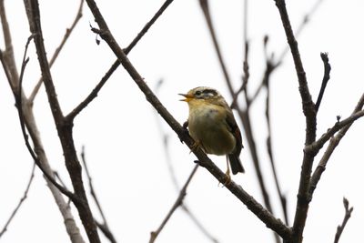 Rufous-winged Fulvetta (Schoeniparus castaneceps)