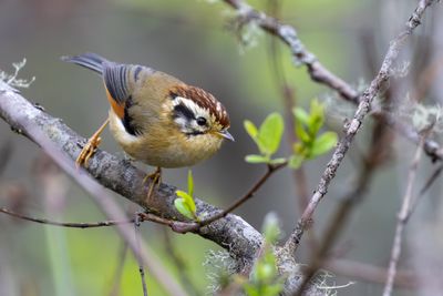 Rufous-winged Fulvetta (Schoeniparus castaneceps)