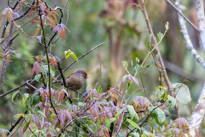 Rusty-fronted Barwing (Actinodura egertoni)
