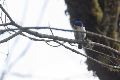 Sapphire Flycatcher (Ficedula sapphira)