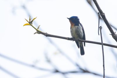 Sapphire Flycatcher (Ficedula sapphira)