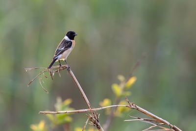 Siberian Stonechat (Saxicola maurus maurus)