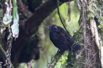 Sikkim Wedge-billed Babbler (Stachyris humei)
