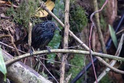 Sikkim Wedge-billed Babbler (Stachyris humei)