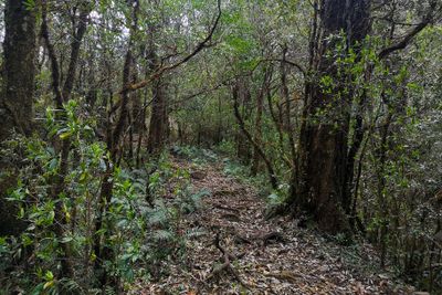 Nature Conservation and Tragopan Sanctuary