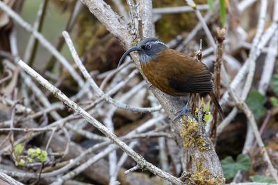 Slender-billed Scimitar Babbler (Pomatorhinus superciliaris)