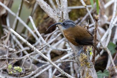 Slender-billed Scimitar Babbler (Pomatorhinus superciliaris)
