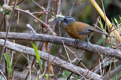 Slender-billed Scimitar Babbler (Pomatorhinus superciliaris)